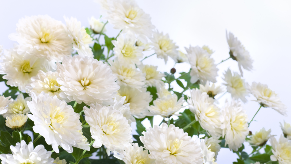 Góc tìm hiểu: Về nhà mới nên cắm hoa gì? Để phù hợp với phong thủy và nghi lễ nhập trạch 3