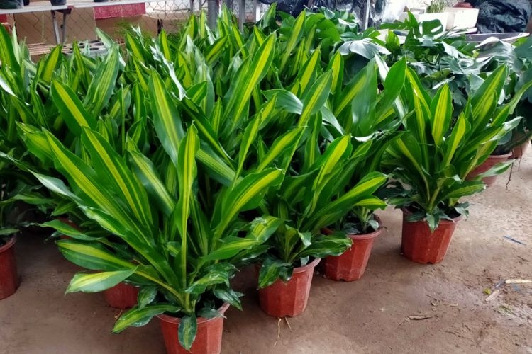Cây thiết mộc lan là cây gì?