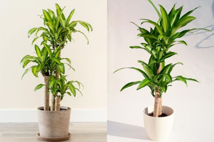 Vị trí đặt cây thiết mộc lan