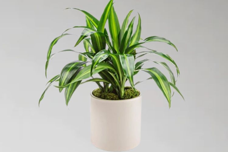 Cách trồng cây thiết mộc lan
