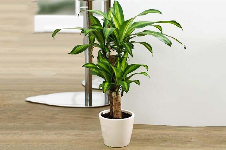 Cách chăm sóc cây thiết mộc lan