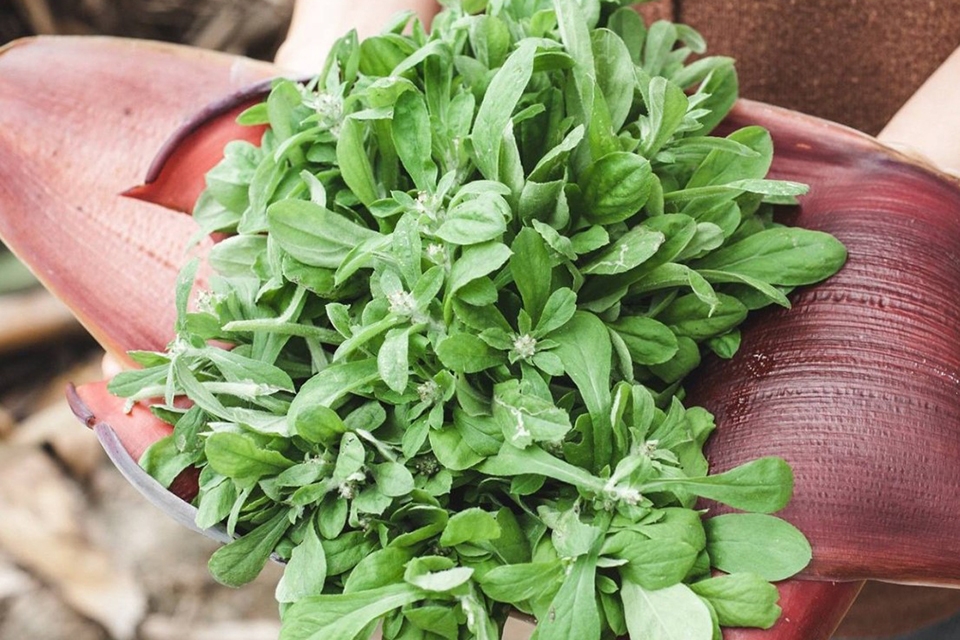 Bánh trôi đường phèn lá khúc