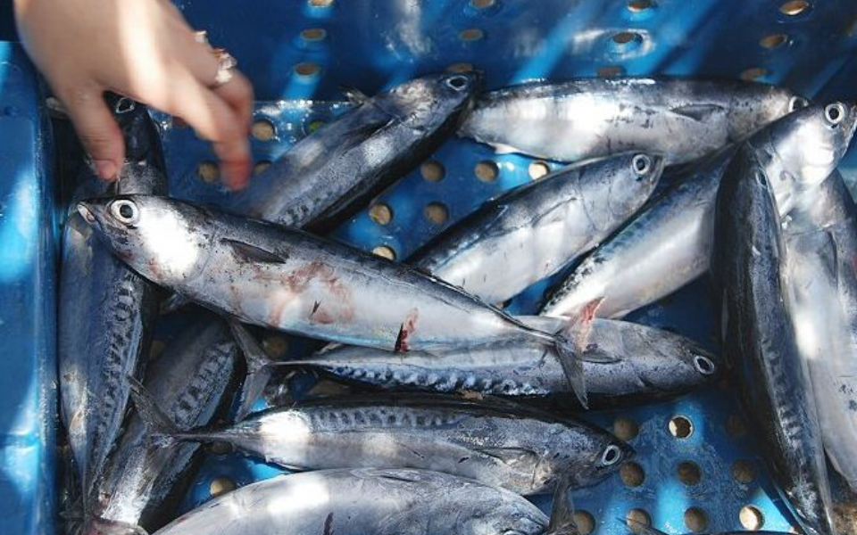 Hướng dẫn chế biến món ruột cá