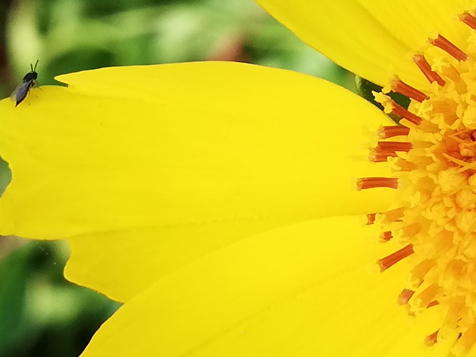 đánh giá camera Huawei Nova 3e 08