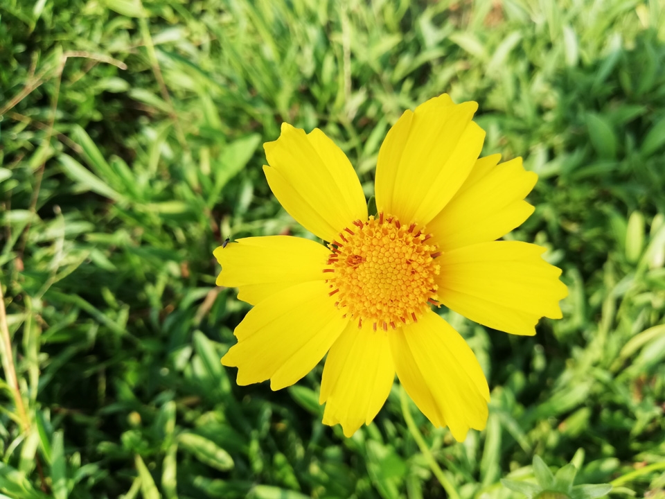 đánh giá camera Huawei Nova 3e 08