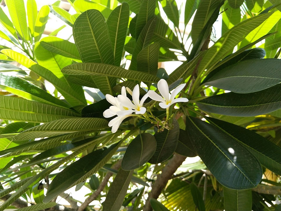 So sánh Nokia 7 Plus vs Redmi Note 5 Pro So sánh Nokia 7 Plus vs Redmi Note 5 Pro