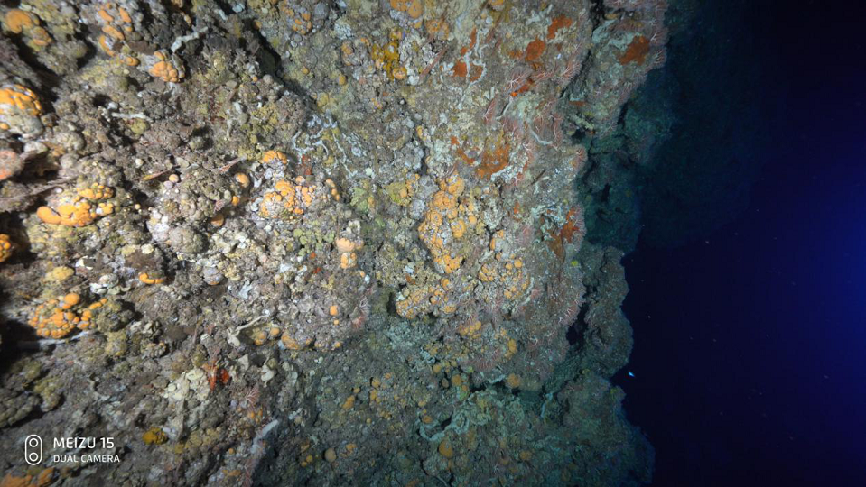 Ảnh chụp dưới biển sâu của Meizu 15