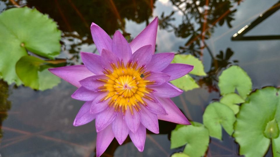 Đánh giá camera Zenfone 5 09 Đánh giá camera Zenfone 5 09