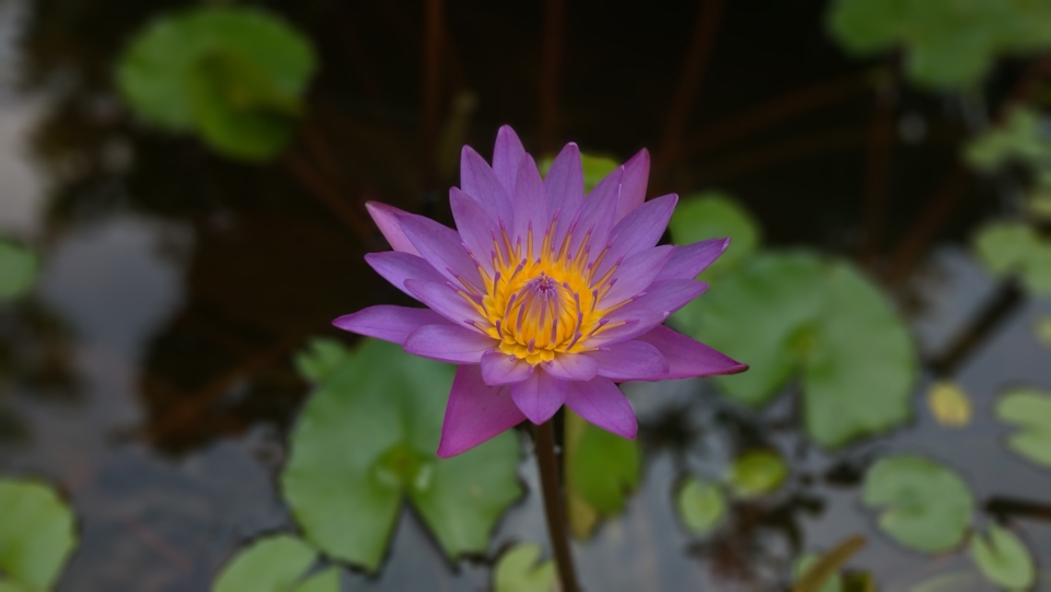 Đánh giá camera Zenfone 5 13 Đánh giá camera Zenfone 5 13