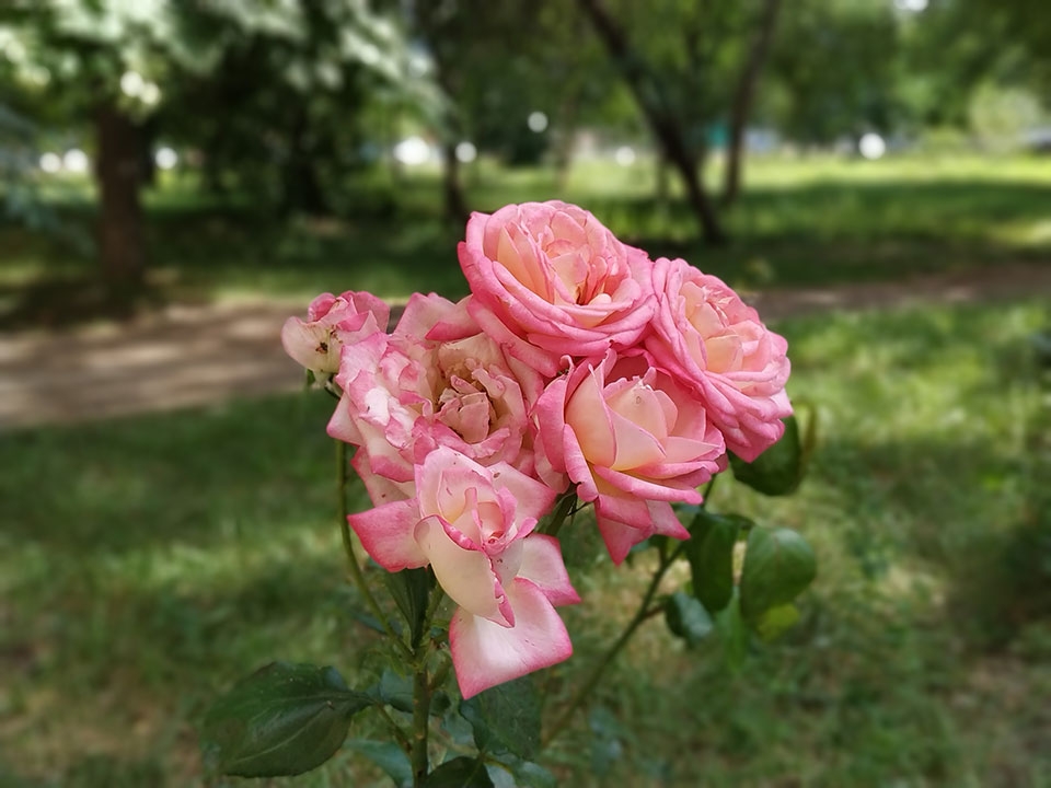 Trải nghiệm camera Xiaomi Redmi Note 5 Trải nghiệm camera Xiaomi Redmi Note 5