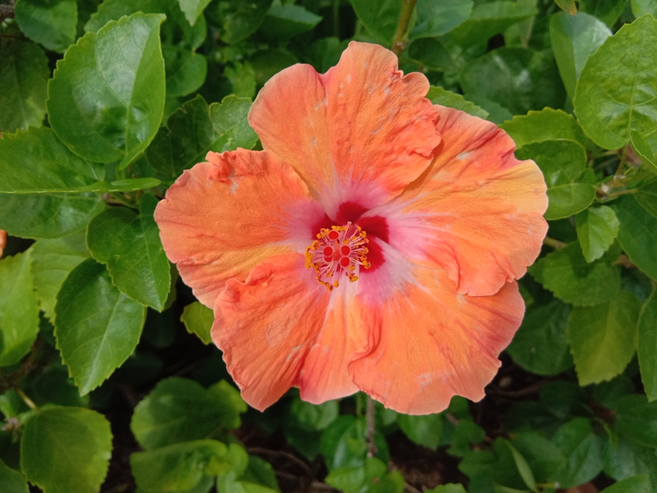 Đánh giá camera Vivo Y81 08