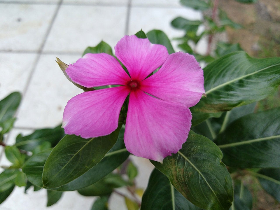 Trải nghiệm Honor 7A Trải nghiệm Honor 7A