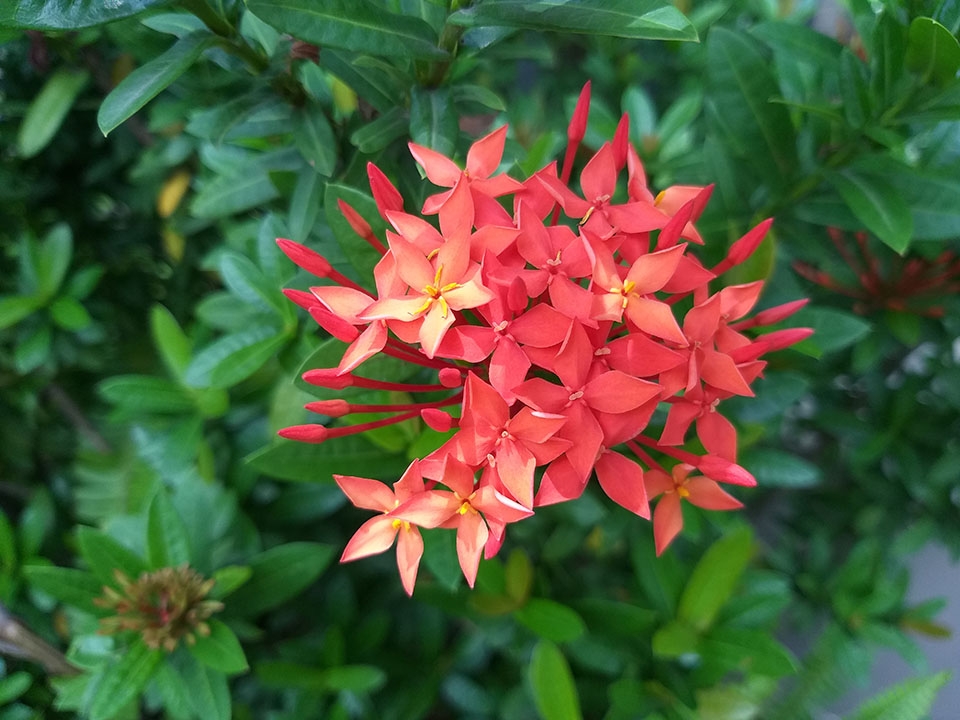 Trải nghiệm nhanh camera Galaxy J8: Bắt nét nhanh, chi tiết tốt, xóa phông ổn với Live Focus