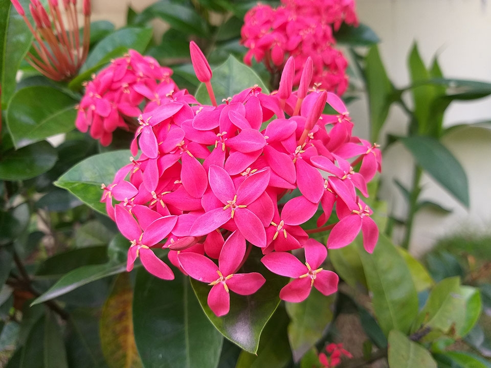 Trải nghiệm nhanh camera Galaxy J8: Bắt nét nhanh, chi tiết tốt, xóa phông ổn với Live Focus