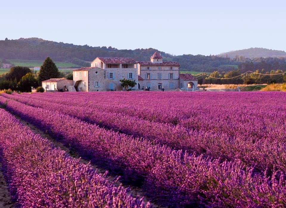 Những cánh đồng hoa Lavender ở nước Pháp.