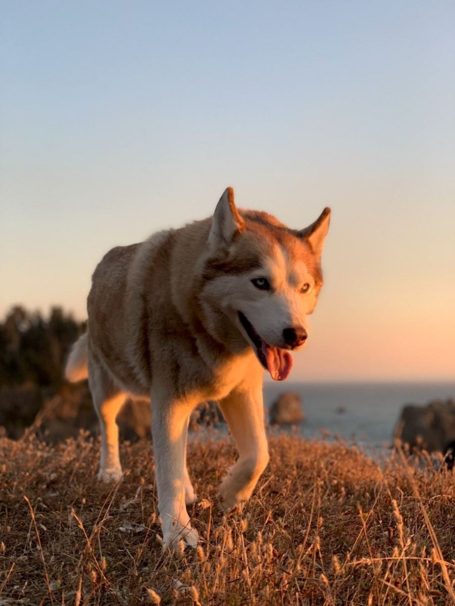 iPhone Xs