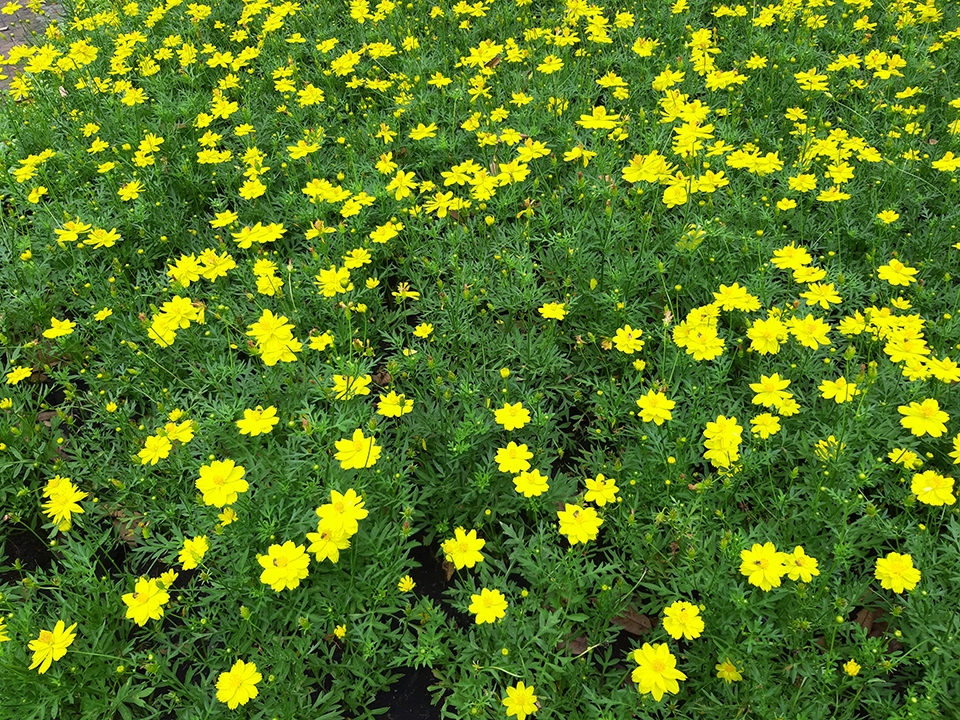 Đánh giá camera Galaxy A7 2018 (ảnh 8) Đánh giá camera Galaxy A7 2018 (ảnh 8)