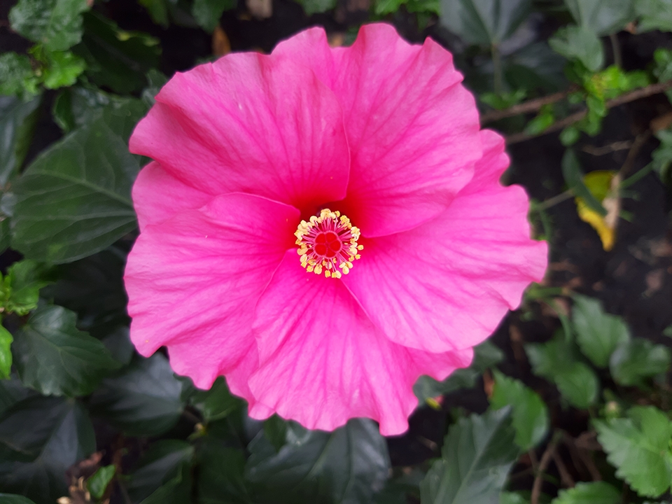 Đánh giá camera Galaxy A7 2018 (ảnh 6) Đánh giá camera Galaxy A7 2018 (ảnh 6)