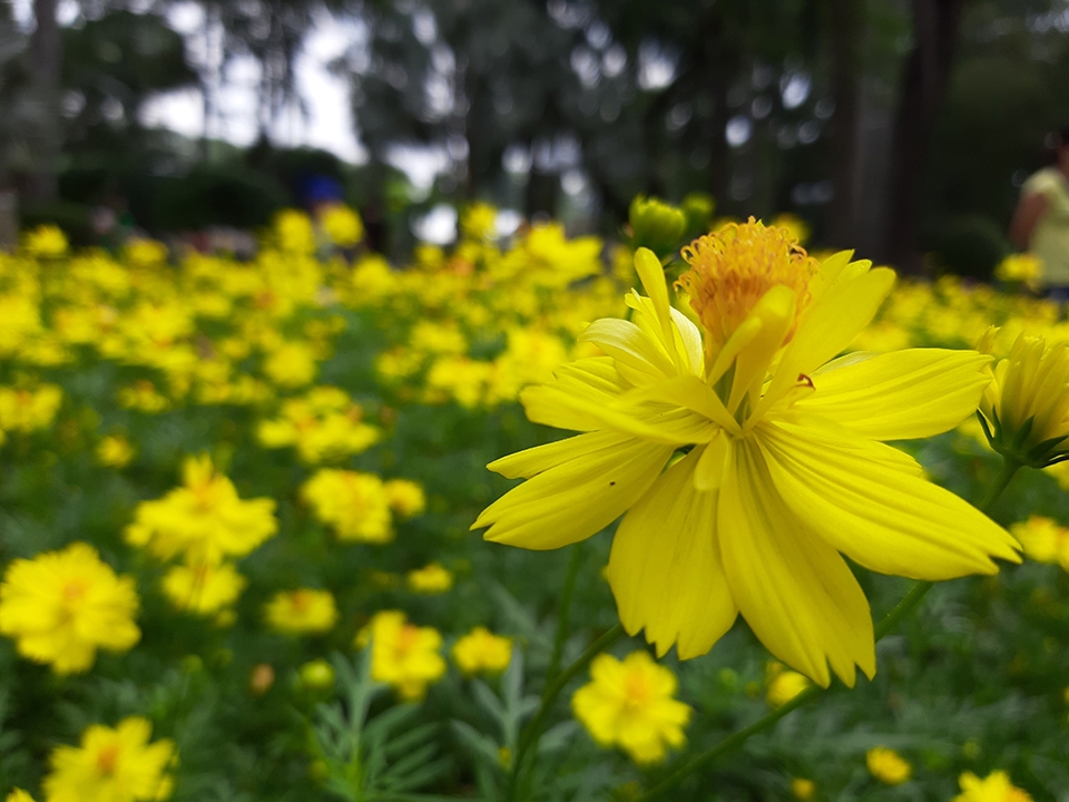 Đánh giá camera Galaxy A7 2018 (ảnh 9) Đánh giá camera Galaxy A7 2018 (ảnh 9)