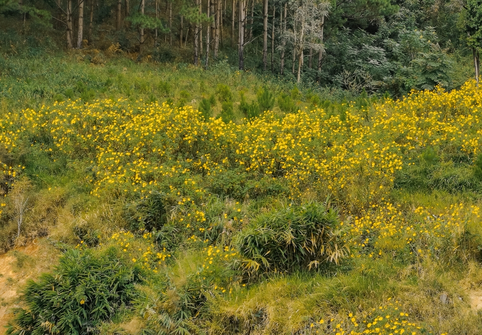 Khám phá Đà Lạt qua ống kính Huawei Mate 20 Pro 34 Khám phá Đà Lạt qua ống kính Huawei Mate 20 Pro 34