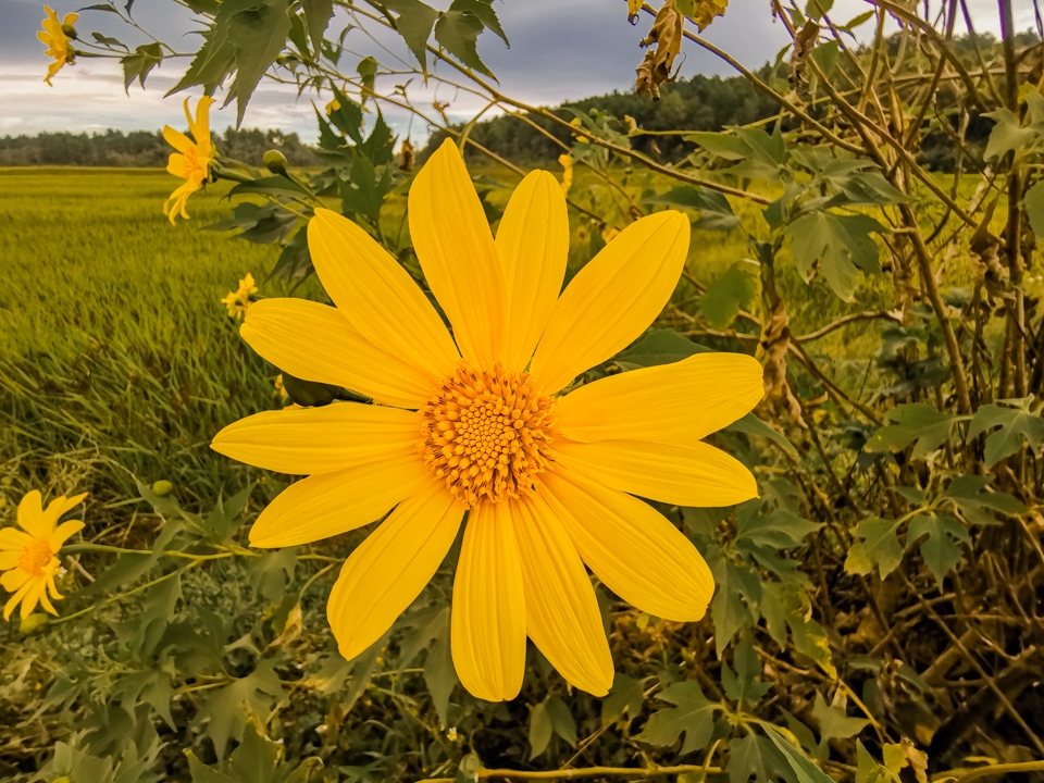 Camera Huawei Mate 20 Pro 07 Camera Huawei Mate 20 Pro 07