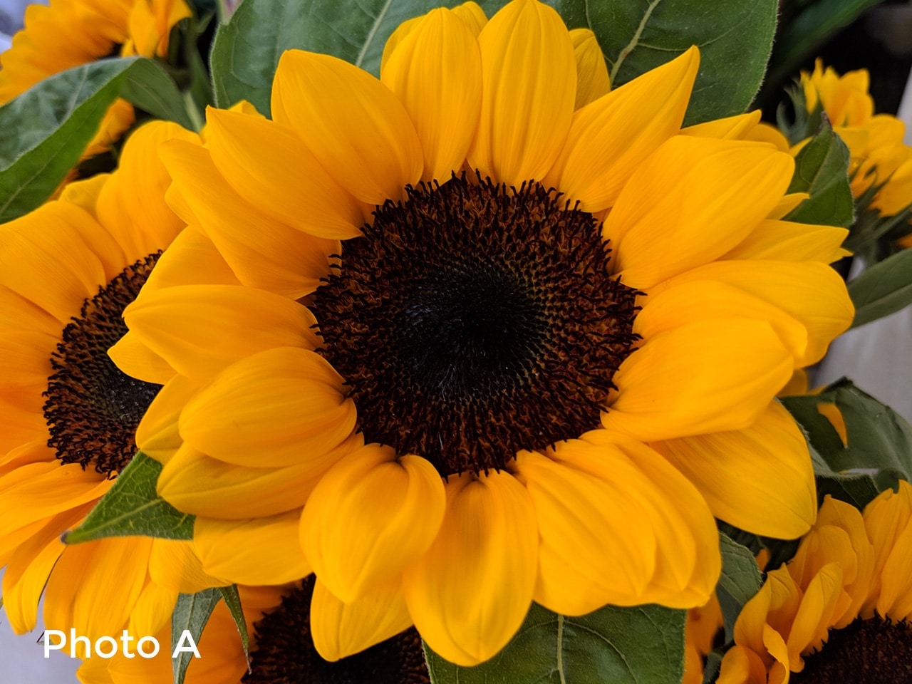 So sánh camera iPhone XR vs Pixel 3