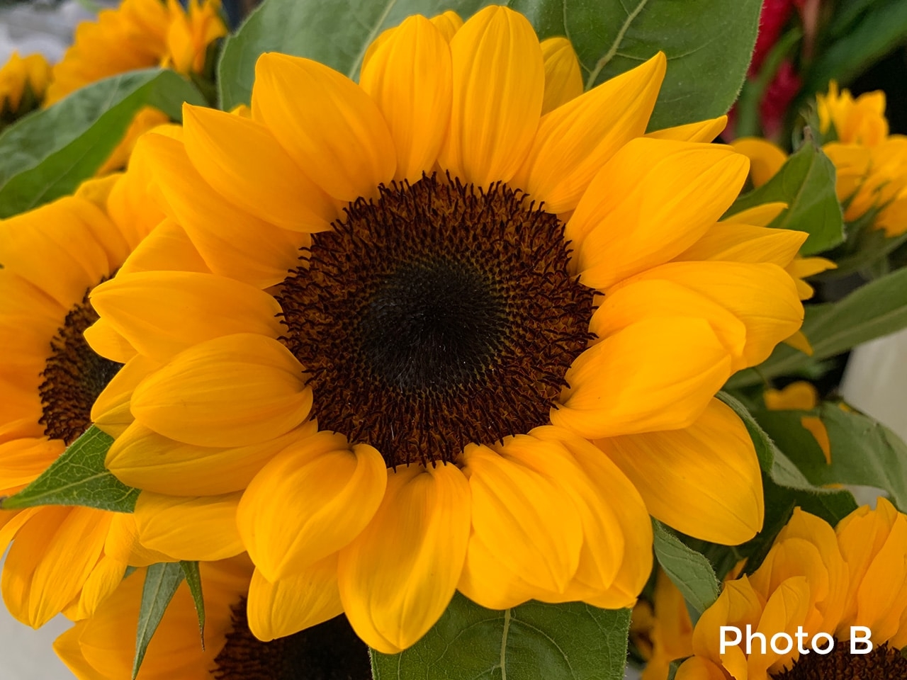 So sánh camera iPhone XR vs Pixel 3