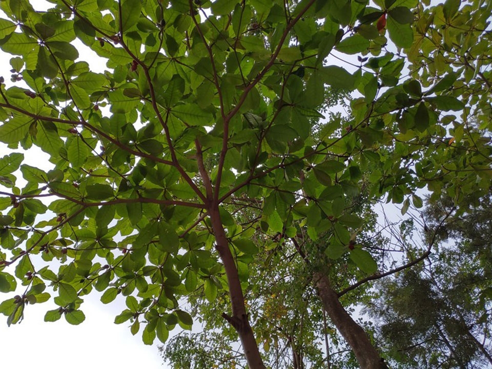 Nokia 8.1 Nokia 8.1