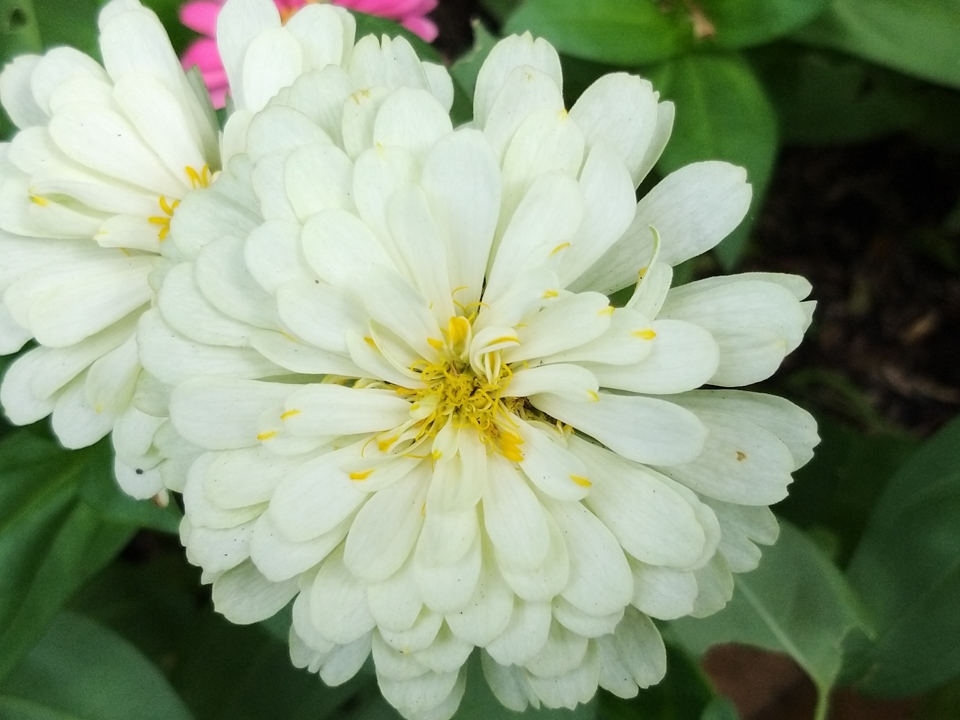 Samsung Galaxy A9 camera 19