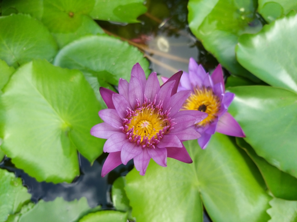 Samsung Galaxy A9 camera 18