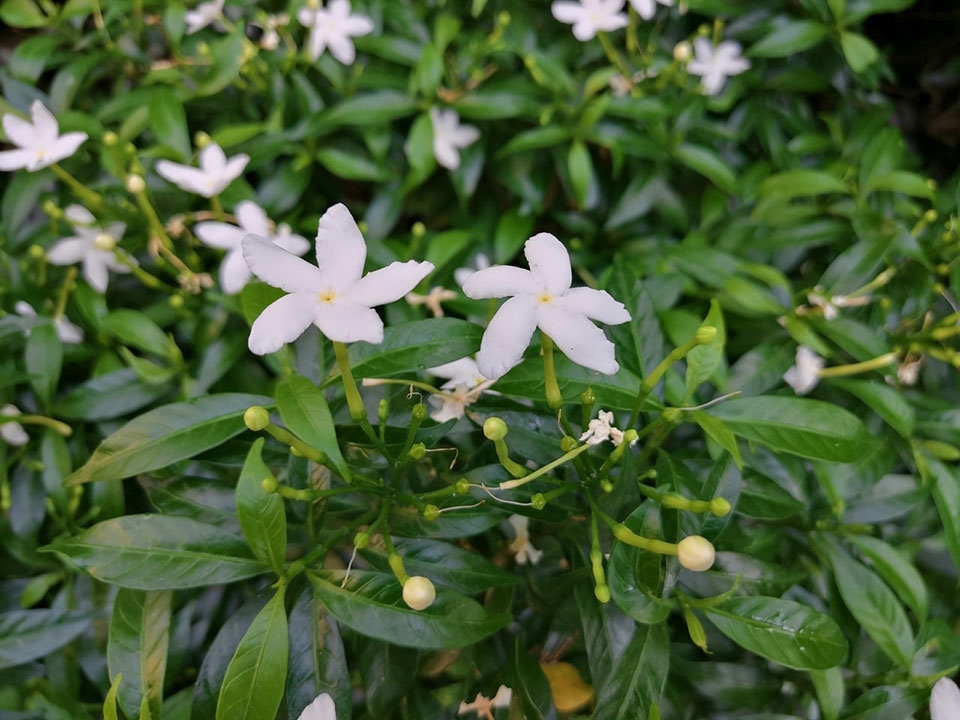Huawei Nova 4 Huawei Nova 4