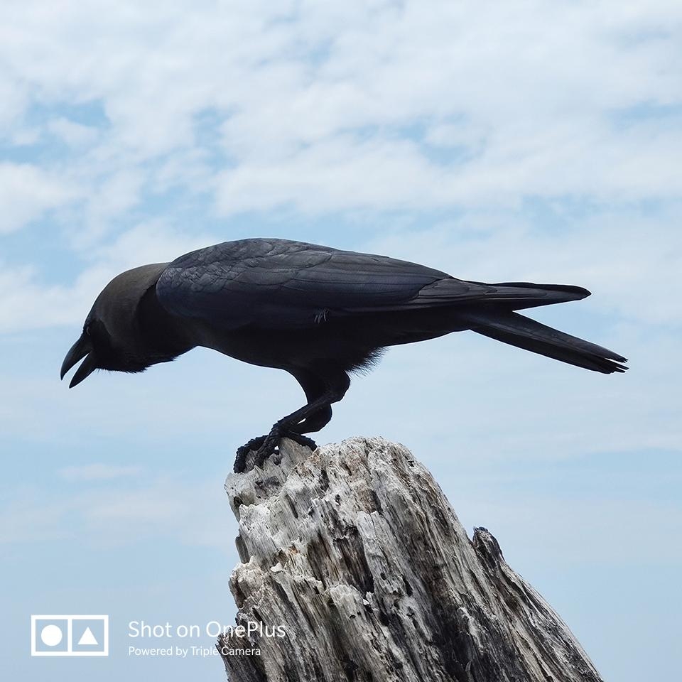 OnePlus 7 Pro camera 04