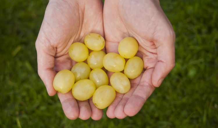 Ăn 12 trái nho dưới gầm bàn là gì 4