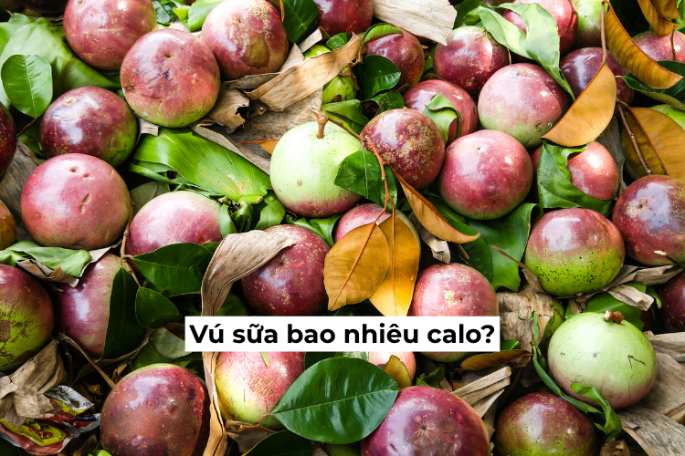 Vú sữa bao nhiêu calo? Bảng thành phần dinh dưỡng và lượng calo trong quả vú sữa
