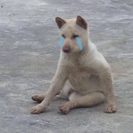 anh meme cho bua hai huoc 26.jpg