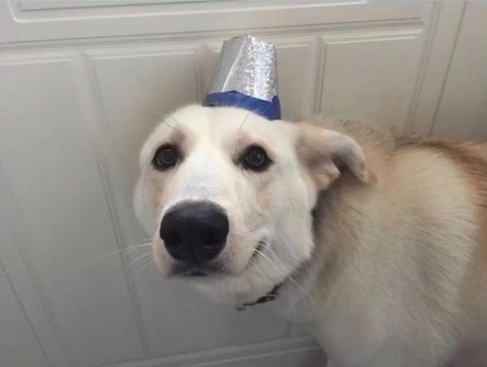 anh meme cho bua hai huoc 52.jpg