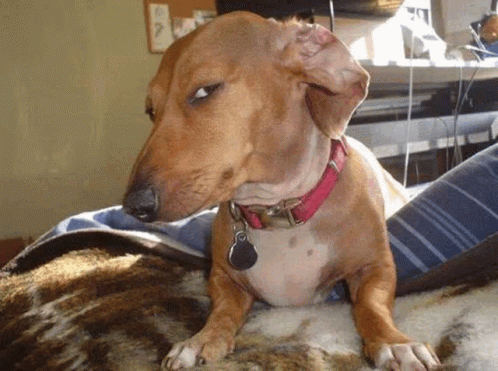 anh meme cho bua hai huoc 5.gif