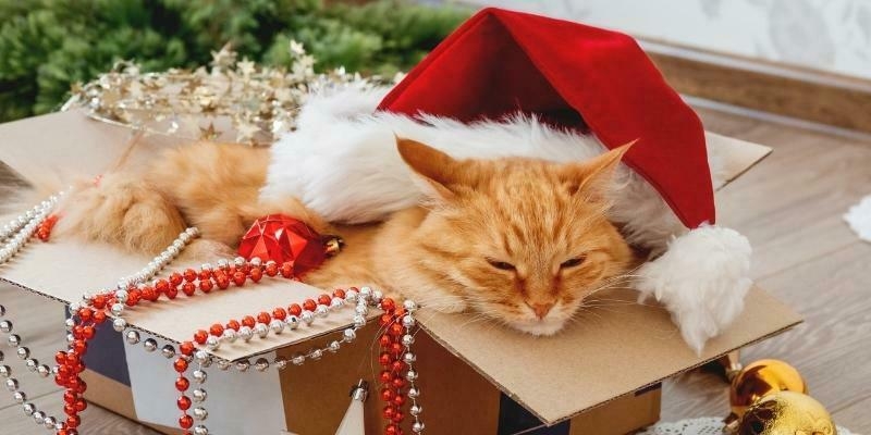 Ảnh mèo dễ thương cùng món quà 7