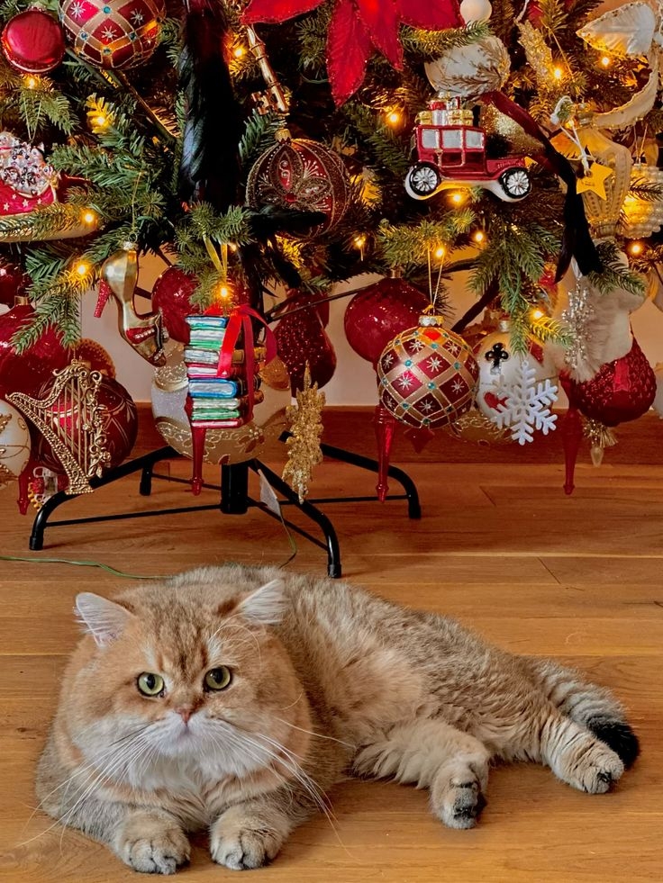 Ảnh mèo Noel dễ thương 5