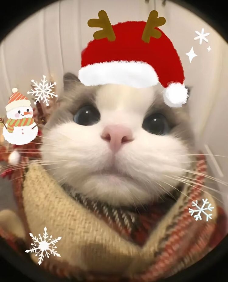 Ảnh mèo Noel meme 12