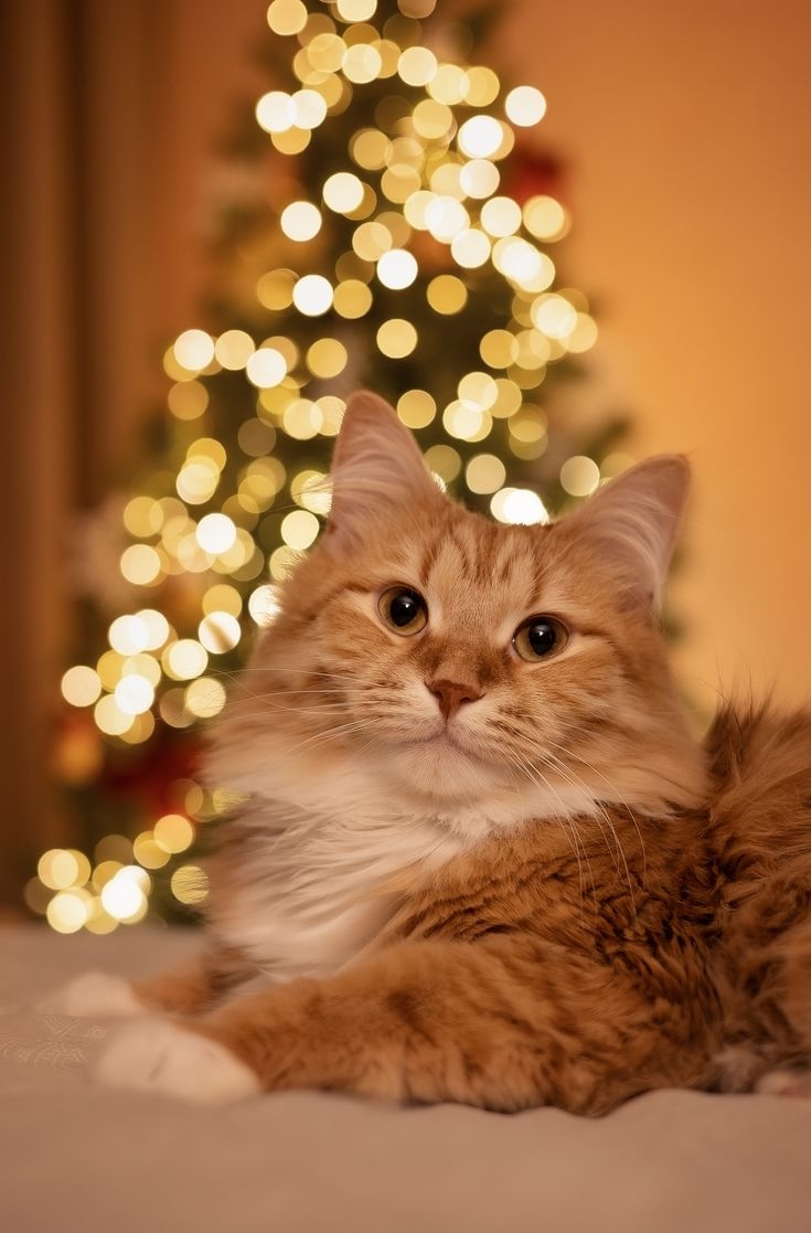 Ảnh mèo Noel buồn, tâm trạng 6