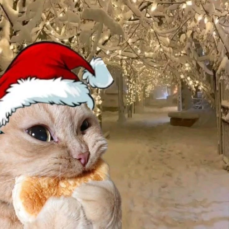 Ảnh mèo Noel meme 13