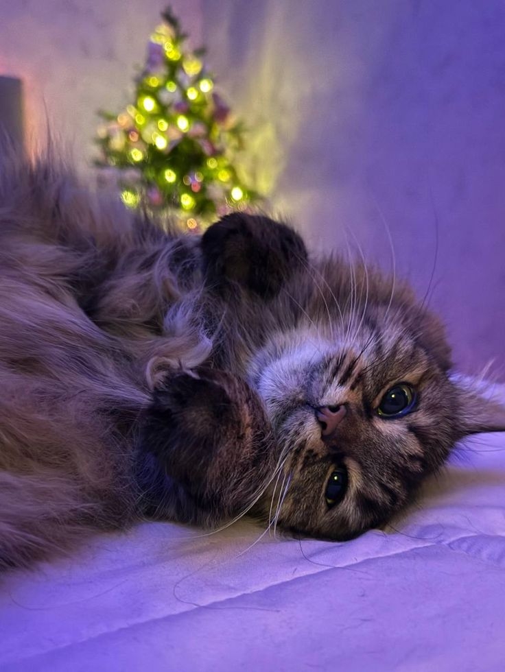 Ảnh mèo Noel buồn, tâm trạng 7