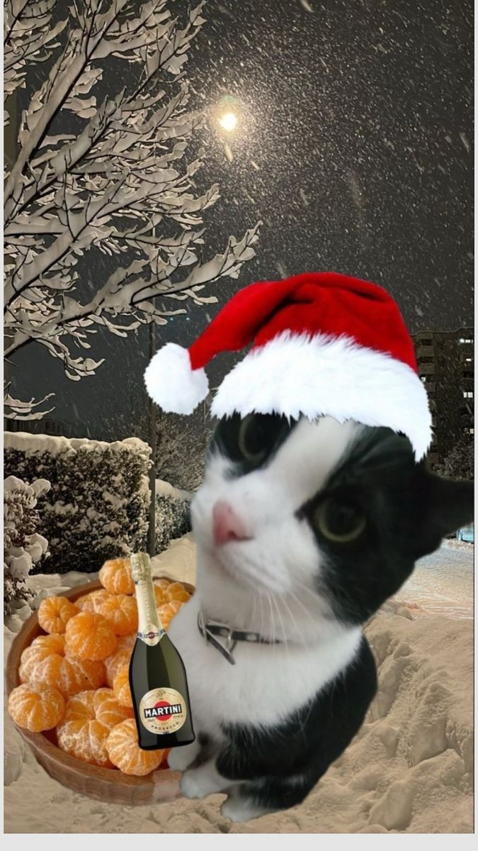 Ảnh mèo Noel meme 4