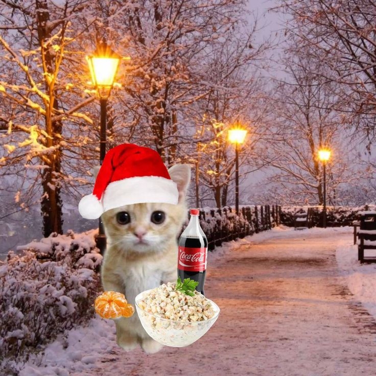 Ảnh mèo Noel meme 5