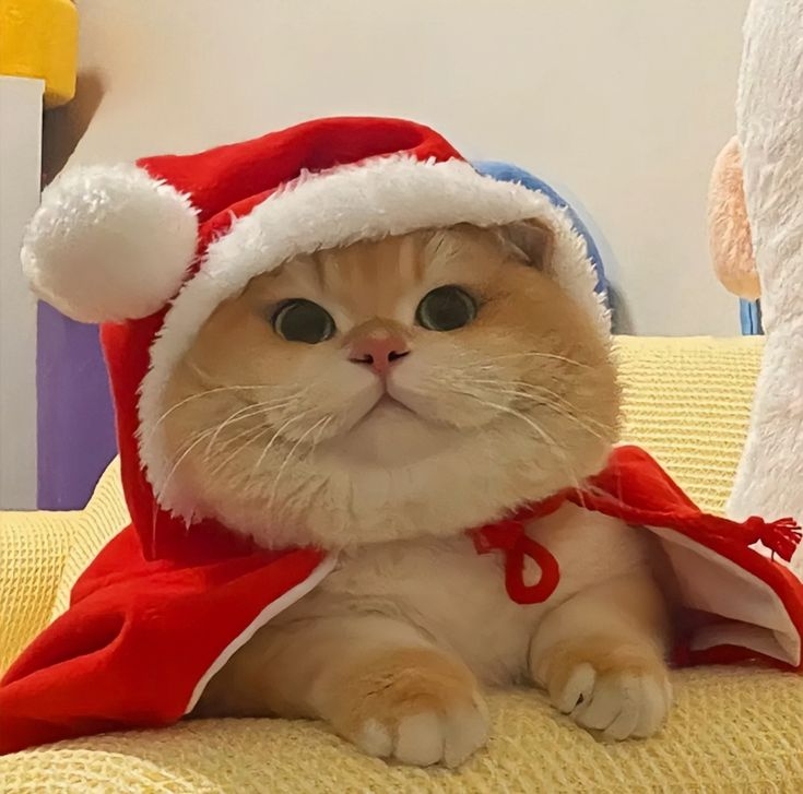 Hình nền mèo đội mũ đỏ Noel 2