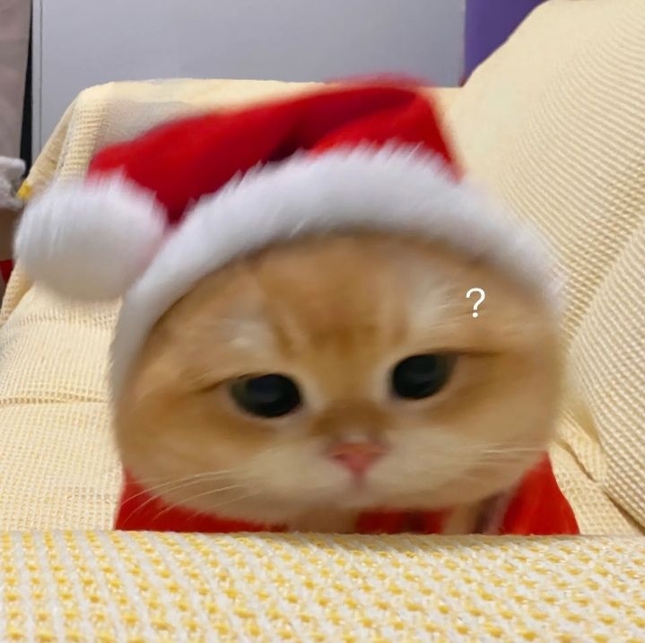 Ảnh mèo Noel meme 14