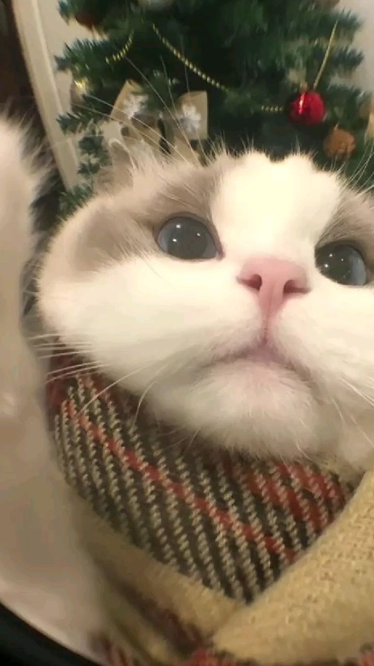 Ảnh mèo Noel meme 9