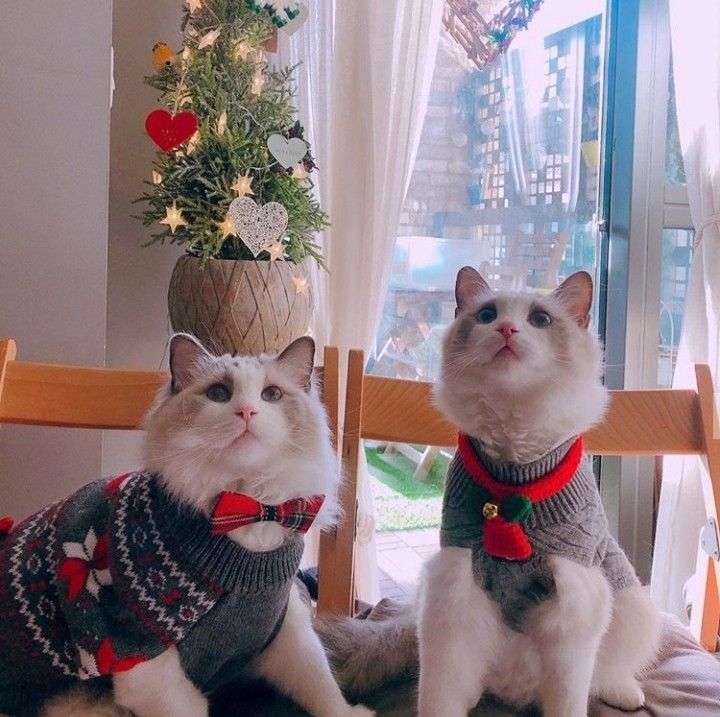 Hình nền mèo Noel cho cặp đôi 6