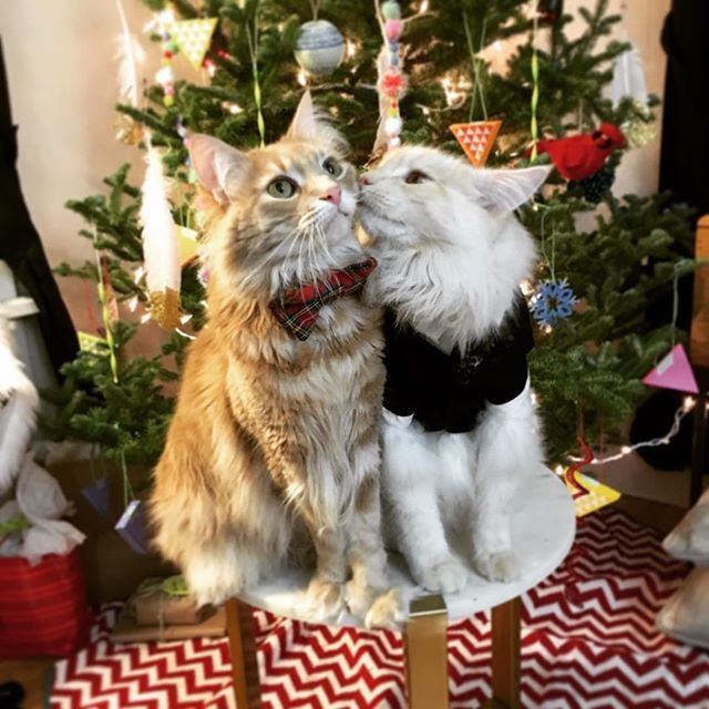 Hình nền mèo Noel cho cặp đôi 7